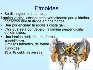 Se distinguen tres partes:  L ámina vertical  cortada transversalmente por la lámina horizontal que la divide en dos partes: Una por encima: la apófisis crista galli.  Otra que está por debajo: la lámina perpendicular del etmoides.  Una lámina horizontal de forma  cuadrilátera. 2 masas laterales, de forma  cuboidea  (3 a 18 celdillas aéreas) Etmoides 