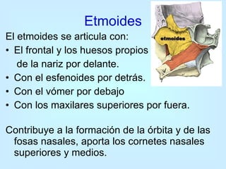 Etmoides El etmoides se articula con:  El frontal y los huesos propios  de la nariz por delante. Con el esfenoides por detrás.  Con el vómer por debajo  Con los maxilares superiores por fuera. Contribuye a la formación de la órbita y de las fosas nasales, aporta los cornetes nasales superiores y medios.  
