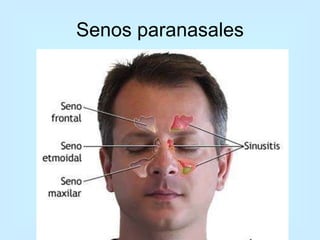Senos paranasales 