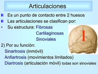 Es un punto de contacto entre 2 huesos Las articulaciones se clasifican por:  Su estructura:  Fibrosas Cartilaginosas Sinoviales   2) Por su función:  Sinartrosis  (inmóvil) Anfiartrosis  (movimientos limitados) Diartrosis  (articulación móvil)  todas son sinoviales Articulaciones  