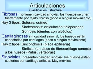 Articulaciones Fibrosas:  no   tienen cavidad sinovial, los huesos se unen fuertemente por tejido fibroso (poco o ningún movimiento)   Hay 3 tipos: Suturas: cráneo  Sindesmosis: articulación tibioperonea  Gonfosis (dientes con alvéolos) Cartilaginosas   sin cavidad sinovial, los huesos están conectados por cartílagos (poco o ningún movimiento)  Hay 2 tipos: Sincondrosis (placa epifisaria) Sínfisis: (un disco de fibrocartílago conecta a los huesos (Pubis, vértebras) Sinoviales :  presentan cavidad sinovial, los huesos están cubiertos por cartílago articula. Muy móviles  Clasificación Estructural 
