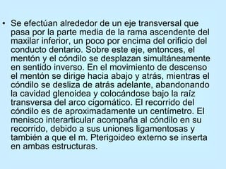 Se efectúan alrededor de un eje transversal que pasa por la parte media de la rama ascendente del maxilar inferior, un poco por encima del orificio del conducto dentario. Sobre este eje, entonces, el mentón y el cóndilo se desplazan simultáneamente en sentido inverso. En el movimiento de descenso el mentón se dirige hacia abajo y atrás, mientras el cóndilo se desliza de atrás adelante, abandonando la cavidad glenoidea y colocándose bajo la raíz transversa del arco cigomático. El recorrido del cóndilo es de aproximadamente un centímetro. El menisco interarticular acompaña al cóndilo en su recorrido, debido a sus uniones ligamentosas y también a que el m. Pterigoideo externo se inserta en ambas estructuras.  