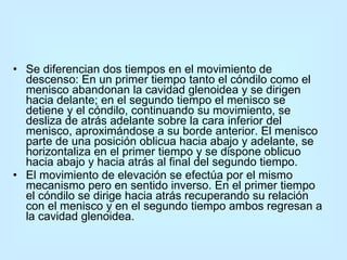 Se diferencian dos tiempos en el movimiento de descenso: En un primer tiempo tanto el cóndilo como el menisco abandonan la cavidad glenoidea y se dirigen hacia delante; en el segundo tiempo el menisco se detiene y el cóndilo, continuando su movimiento, se desliza de atrás adelante sobre la cara inferior del menisco, aproximándose a su borde anterior. El menisco parte de una posición oblicua hacia abajo y adelante, se horizontaliza en el primer tiempo y se dispone oblicuo hacia abajo y hacia atrás al final del segundo tiempo. El movimiento de elevación se efectúa por el mismo mecanismo pero en sentido inverso. En el primer tiempo el cóndilo se dirige hacia atrás recuperando su relación con el menisco y en el segundo tiempo ambos regresan a la cavidad glenoidea. 
