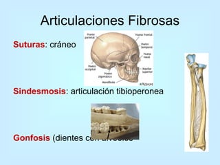 Articulaciones Fibrosas Suturas : cráneo  Sindesmosis : articulación tibioperonea  Gonfosis  (dientes con alvéolos 