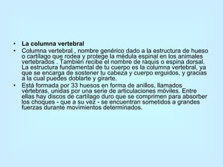 La columna vertebral  Columna vertebral , nombre genérico dado a la estructura de hueso o cartílago que rodea y protege la médula espinal en los animales vertebrados . También recibe el nombre de raquis o espina dorsal. La estructura fundamental de tu cuerpo es la columna vertebral, ya que se encarga de sostener tu cabeza y cuerpo erguidos, y gracias a la cual puedes doblarte y girarte. Está formada por 33 huesos en forma de anillos, llamados vértebras, unidas por una serie de articulaciones móviles. Entre ellas hay discos de cartílago duro que se comprimen para absorber los choques - que a su vez - se encuentran sometidos a grandes fuerzas durante movimientos determinados.  