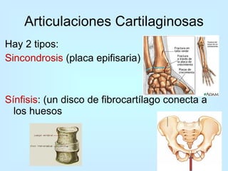 Hay 2 tipos:  Sincondrosis  (placa epifisaria) Sínfisis : (un disco de fibrocartílago conecta a los huesos  Articulaciones Cartilaginosas 