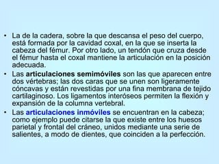La de la cadera, sobre la que descansa el peso del cuerpo, está formada por la cavidad coxal, en la que se inserta la cabeza del fémur. Por otro lado, un tendón que cruza desde el fémur hasta el coxal mantiene la articulación en la posición adecuada.  Las  articulaciones semimóviles  son las que aparecen entre dos vértebras; las dos caras que se unen son ligeramente cóncavas y están revestidas por una fina membrana de tejido cartilaginoso. Los ligamentos interóseos permiten la flexión y expansión de la columna vertebral.  Las  articulaciones inmóviles  se encuentran en la cabeza; como ejemplo puede citarse la que existe entre los huesos parietal y frontal del cráneo, unidos mediante una serie de salientes, a modo de dientes, que coinciden a la perfección.  