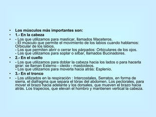 Los músculos más importantes son:  1.- En la cabeza  - Los que utilizamos para masticar, llamados Maceteros.  - El músculo que permite el movimiento de los labios cuando hablamos: Orbicular de los labios.  - Los que permiten abrir o cerrar los párpados: Orbiculares de los ojos.  - Los que utilizamos para soplar o silbar, llamados Bucinadores.  2.- En el cuello  - Los que utilizamos para doblar la cabeza hacia los lados o para hacerla girar: se llaman Esterno - cleido - mastoideos.  - Los que utilizamos para moverla hacia atrás: Esplenio.  3.- En el tronco  - Los utilizados en la respiración : Intercostales, Serratos, en forma de sierra, el diafragma que separa el tórax del abdomen. Los pectorales, para mover el brazo hacia adelante y los dorsales, que mueven el brazo hacia atrás. Los trapecios, que elevan el hombro y mantienen vertical la cabeza.  