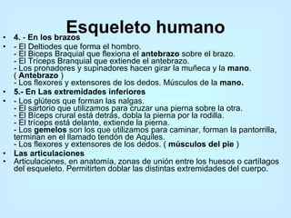 Esqueleto humano 4.  -  En los brazos  - El Deltiodes que forma el hombro.  - El Biceps Braquial que flexiona el  antebrazo  sobre el brazo.  - El Tríceps Branquial que extiende el antebrazo.  - Los pronadores y supinadores hacen girar la muñeca y la  mano . (  Antebrazo  )  - Los flexores y extensores de los dedos. Músculos de la  mano.  5.- En Las extremidades inferiores  - Los glúteos que forman las nalgas.  - El sartorio que utilizamos para cruzar una pierna sobre la otra.  - El Bíceps crural está detrás, dobla la pierna por la rodilla.  - El tríceps está delante, extiende la pierna.  - Los  gemelos  son los que utilizamos para caminar, forman la pantorrilla, terminan en el llamado tendón de Aquiles.  - Los flexores y extensores de los dedos. (  músculos del pie  )  Las articulaciones  Articulaciones, en anatomía, zonas de unión entre los huesos o cartílagos del esqueleto. Permitirten doblar las distintas extremidades del cuerpo.  