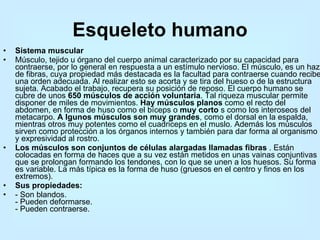Esqueleto humano Sistema muscular  Músculo, tejido u órgano del cuerpo animal caracterizado por su capacidad para contraerse, por lo general en respuesta a un estímulo nervioso. El músculo, es un haz de fibras, cuya propiedad más destacada es la facultad para contraerse cuando recibe una orden adecuada. Al realizar esto se acorta y se tira del hueso o de la estructura sujeta. Acabado el trabajo, recupera su posición de reposo. El cuerpo humano se cubre de unos  650 músculos de acción voluntaria . Tal riqueza muscular permite disponer de miles de movimientos.  Hay músculos planos  como el recto del abdomen, en forma de huso como el bíceps o  muy corto  s como los interoseos del metacarpo.  A lgunos músculos son muy grandes , como el dorsal en la espalda, mientras otros muy potentes como el cuadriceps en el muslo. Además los músculos sirven como protección a los órganos internos y también para dar forma al organismo y expresividad al rostro.  Los músculos son conjuntos de células alargadas llamadas fibras  . Están colocadas en forma de haces que a su vez están metidos en unas vainas conjuntivas que se prolongan formando los tendones, con lo que se unen a los huesos. Su forma es variable. La más típica es la forma de huso (gruesos en el centro y finos en los extremos).  Sus propiedades:  - Son blandos.  - Pueden deformarse.  - Pueden contraerse.  