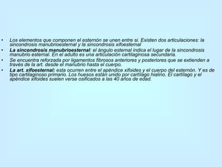 Los elementos que componen el esternón se unen entre si. Existen dos articulaciones: la sincondrosis manubrioesternal y la sincondrosis xifoesternal La sincondrosis manubrioesternal : el ángulo esternal indica el lugar de la sincondrosis manubrio esternal. En el adulto es una articulación cartilaginosa secundaria.  Se encuentra reforzada por ligamentos fibrosos anteriores y posteriores que se extienden a través de la art. desde el manubrio hasta el cuerpo. La art. xifoesternal:  esta ocurren entre el apéndice xifoides y el cuerpo del esternón. Y es de tipo cartilaginoso primario. Los huesos están unido por cartílago hialino. El cartílago y el apéndice xifoides suelen verse osificados a las 40 años de edad. 