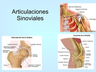 Articulaciones Sinoviales 