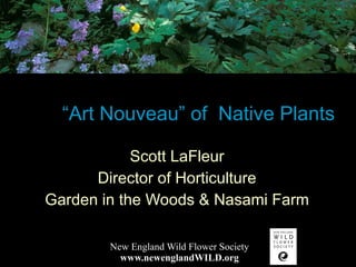 “ Art Nouveau” of  Native Plants Scott LaFleur Director of Horticulture Garden in the Woods & Nasami Farm 