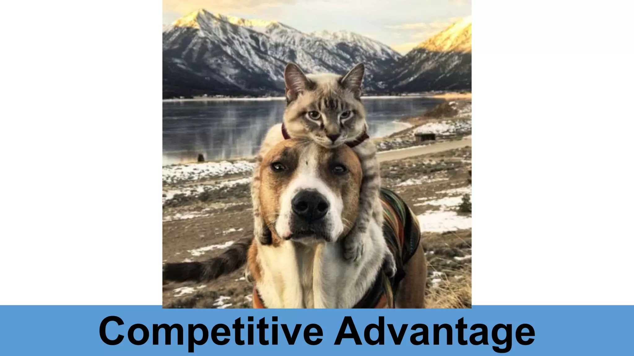 Competitive Advantage
 