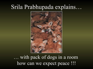 … with pack of dogs in a room
how can we expect peace !!!
Srila Prabhupada explains…
 