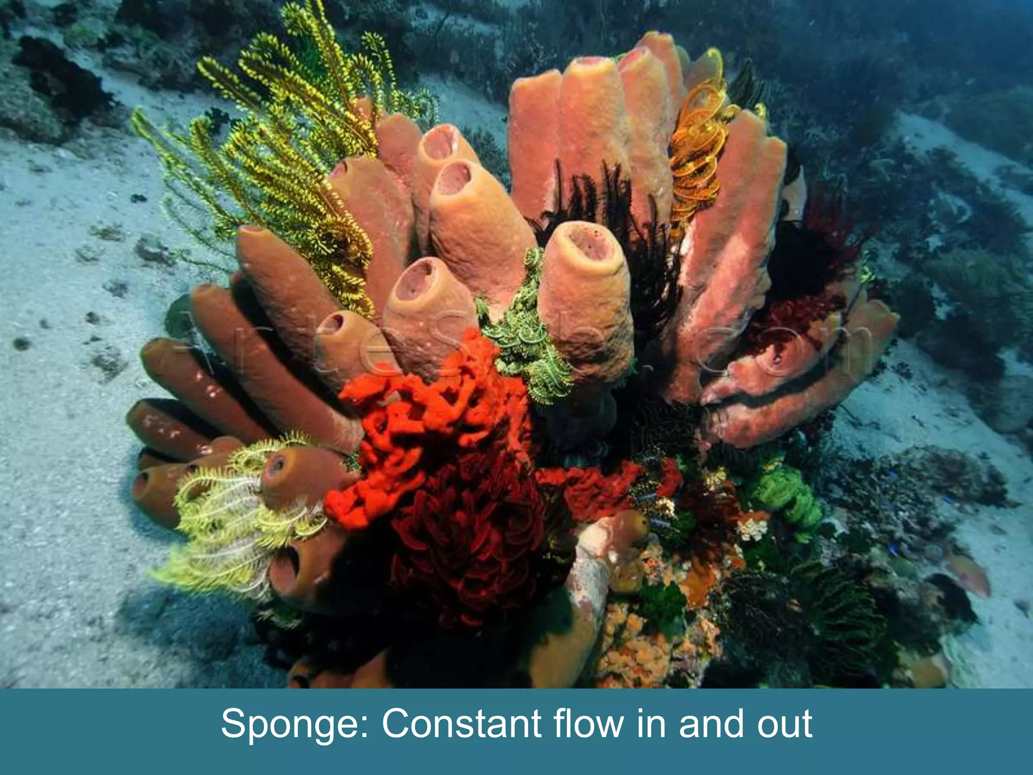 Sponge: Constant flow in and out
 