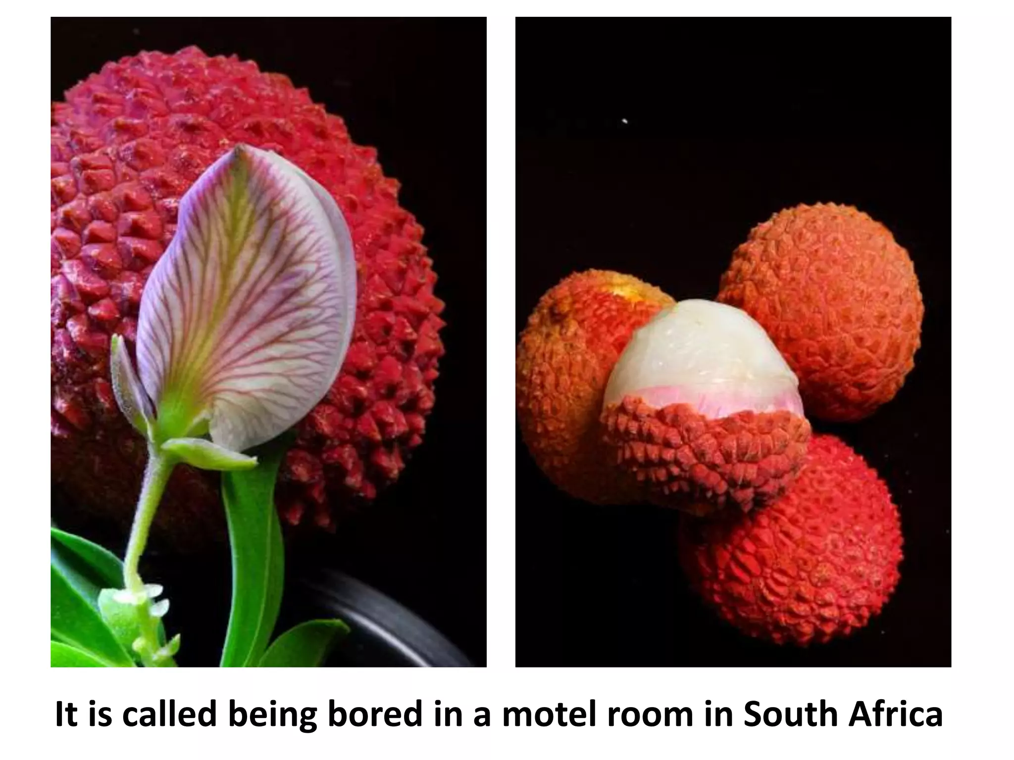 It is called being bored in a motel room in South Africa
 