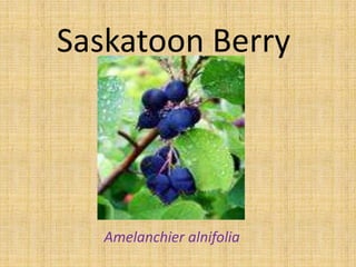 Saskatoon Berry




   Amelanchier alnifolia
 