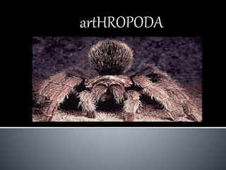 artHROPODA
 