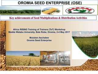 OROMIA SEED ENTERPRISE (OSE)
Africa RISING Training of Trainers (ToT) Workshop
Madda Walabu University, Bale Robe, Oromia, 2-4 May 2017
Muluken Aschalew
Oromia Seed Enterprise
 