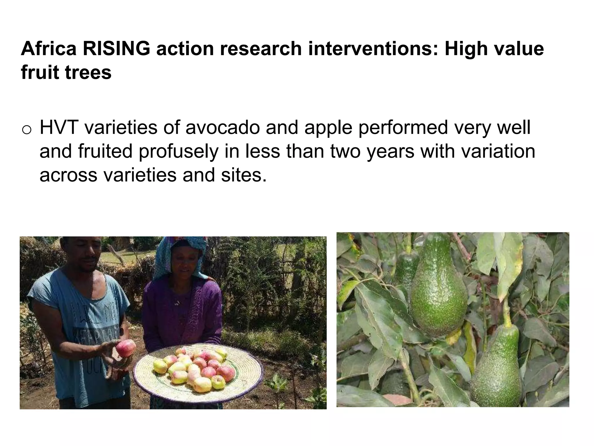 o HVT varieties of avocado and apple performed very well
and fruited profusely in less than two years with variation
across varieties and sites.
Africa RISING action research interventions: High value
fruit trees
 