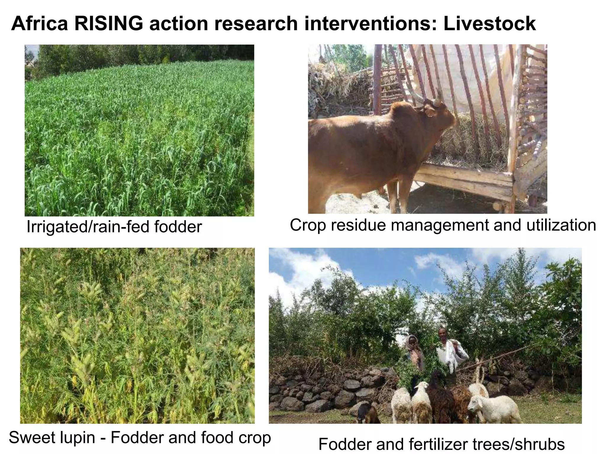 Irrigated/rain-fed fodder Crop residue management and utilization
Sweet lupin - Fodder and food crop Fodder and fertilizer trees/shrubs
Africa RISING action research interventions: Livestock
 