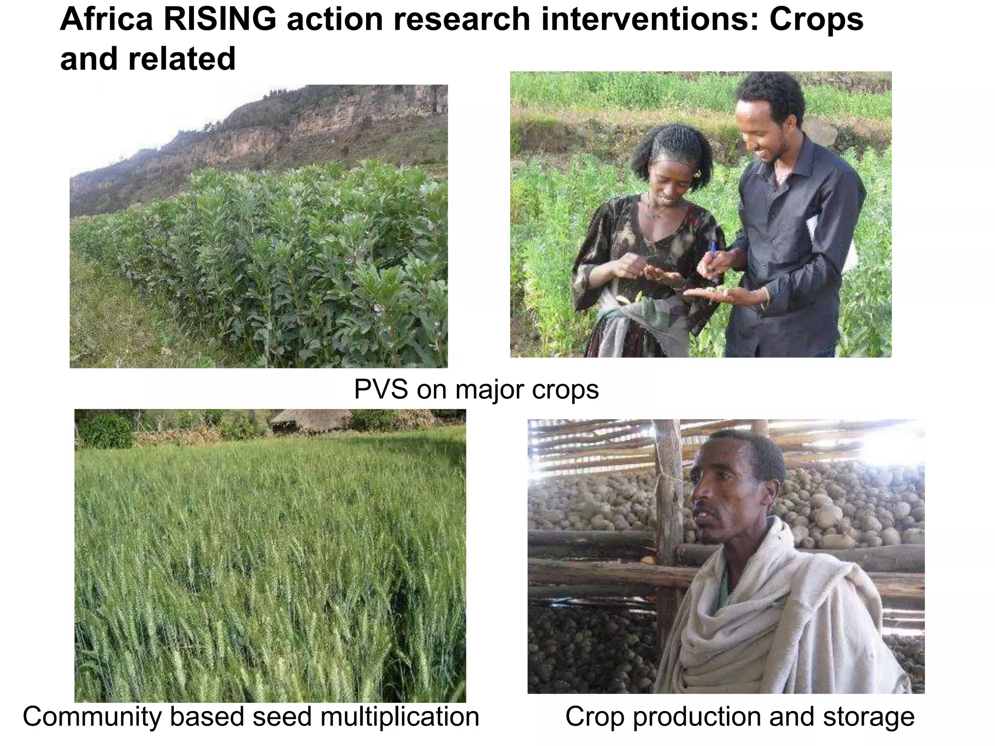 Community based seed multiplication
PVS on major crops
Crop production and storage
Africa RISING action research interventions: Crops
and related
 