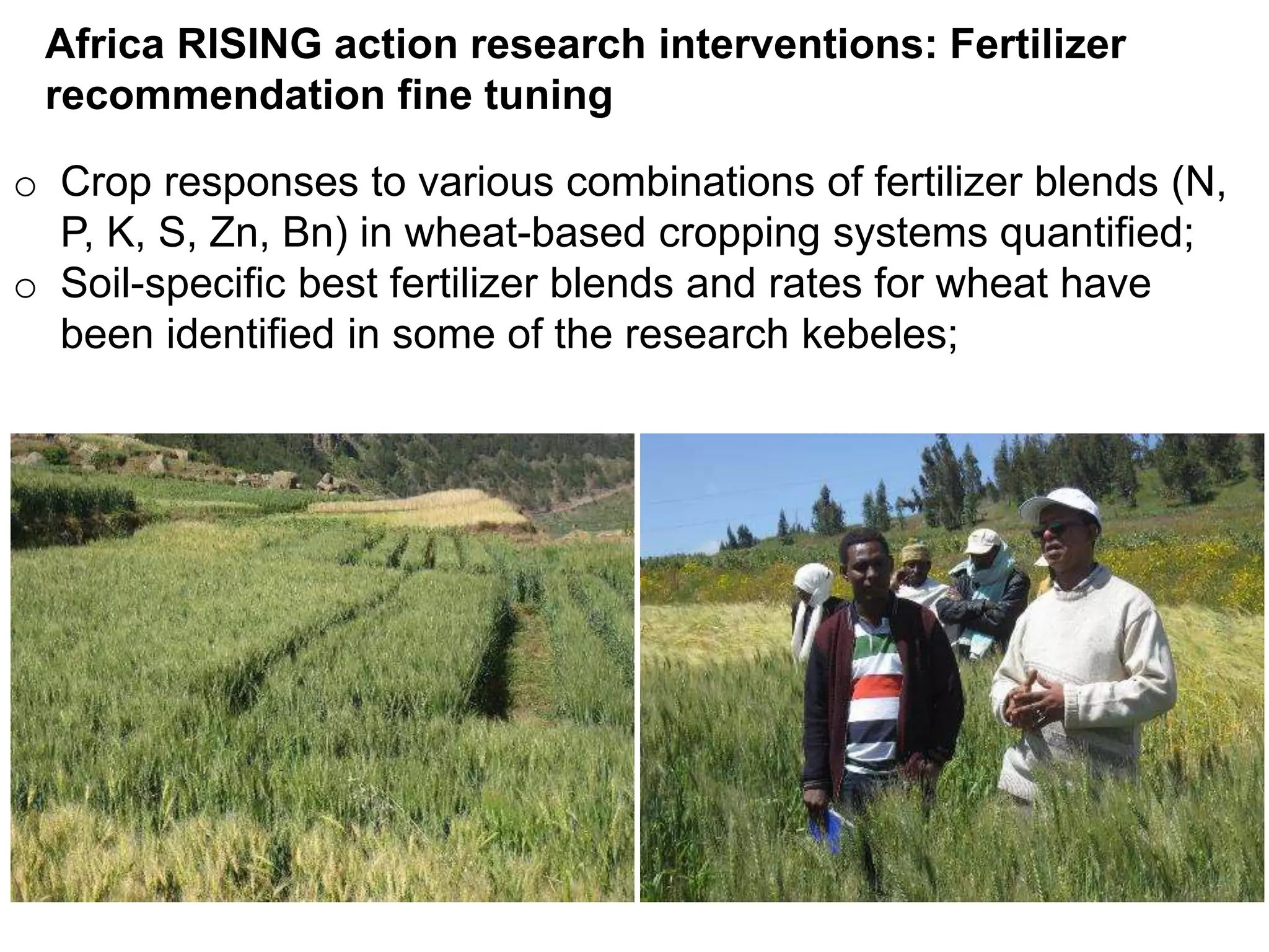 o Crop responses to various combinations of fertilizer blends (N,
P, K, S, Zn, Bn) in wheat-based cropping systems quantified;
o Soil-specific best fertilizer blends and rates for wheat have
been identified in some of the research kebeles;
Africa RISING action research interventions: Fertilizer
recommendation fine tuning
 