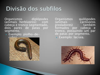 Organismos diplópodes 
(animais herbívoros): com 
cabeça e tronco segmentado, 
dois pares de patas por 
segmento. 
 Exemplo: piolho-de-cobra. 
Organismos quilópodes 
(animais carnívoros 
predadores) : também 
formados por cabeça e 
tronco, possuindo um par 
de patas por segmento. 
 Exemplo: lacraia. 
 