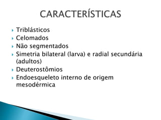  Triblásticos 
 Celomados 
 Não segmentados 
 Simetria bilateral (larva) e radial secundária 
(adultos) 
 Deuterostômios 
 Endoesqueleto interno de origem 
mesodérmica 
 