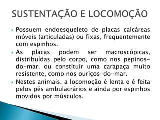  Possuem endoesqueleto de placas calcáreas 
móveis (articuladas) ou fixas, freqüentemente 
com espinhos. 
 As placas podem ser macroscópicas, 
distribuídas pelo corpo, como nos pepinos-do- 
mar, ou constituir uma carapaça muito 
resistente, como nos ouriços-do-mar. 
 Nestes animais, a locomoção é lenta e é feita 
pelos pés ambulacrários e ainda por espinhos 
movidos por músculos. 
 