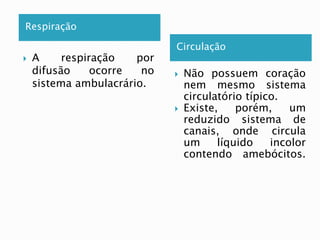 Respiração 
Circulação 
 A respiração por 
difusão ocorre no 
sistema ambulacrário. 
 Não possuem coração 
nem mesmo sistema 
circulatório típico. 
 Existe, porém, um 
reduzido sistema de 
canais, onde circula 
um líquido incolor 
contendo amebócitos. 
 