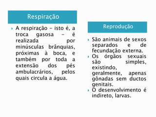 Respiração 
Reprodução  A respiração - isto é, a 
troca gasosa - é 
realizada por 
minúsculas brânquias, 
próximas à boca, e 
também por toda a 
extensão dos pés 
ambulacrários, pelos 
quais circula a água. 
 São animais de sexos 
separados e de 
fecundação externa. 
 Os órgãos sexuais 
são simples, 
existindo, 
geralmente, apenas 
gônadas sem ductos 
genitais. 
 O desenvolvimento é 
indireto, larvas. 
 
