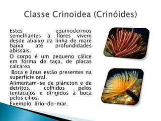 Estes equinodermos 
semelhantes a flores vivem 
desde abaixo da linha de maré 
baixa até profundidades 
abissais. 
O corpo é um pequeno cálice 
em forma de taça, de placas 
calcárea 
Boca e ânus estão presentes na 
superfície oral. 
Alimentam-se de plâncton e de 
detritos, colhidos pelos 
tentáculos e dirigidos à boca 
pelos cílios. 
Exemplo: lírio-do-mar. 
 