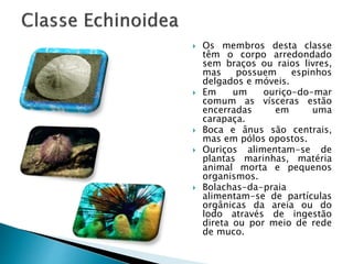 Os membros desta classe 
têm o corpo arredondado 
sem braços ou raios livres, 
mas possuem espinhos 
delgados e móveis. 
 Em um ouriço-do-mar 
comum as vísceras estão 
encerradas em uma 
carapaça. 
 Boca e ânus são centrais, 
mas em pólos opostos. 
 Ouriços alimentam-se de 
plantas marinhas, matéria 
animal morta e pequenos 
organismos. 
 Bolachas-da-praia 
alimentam-se de partículas 
orgânicas da areia ou do 
lodo através de ingestão 
direta ou por meio de rede 
de muco. 
 