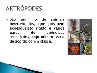  São um filo de animais 
invertebrados, que possuem 
exoesqueleto rígido e vários 
pares de apêndices 
articulados, cujo número varia 
de acordo com a classe. 
 
