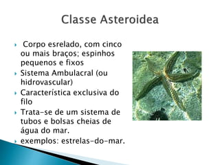  Corpo esrelado, com cinco 
ou mais braços; espinhos 
pequenos e fixos 
 Sistema Ambulacral (ou 
hidrovascular) 
 Característica exclusiva do 
filo 
 Trata-se de um sistema de 
tubos e bolsas cheias de 
água do mar. 
 exemplos: estrelas-do-mar. 
 