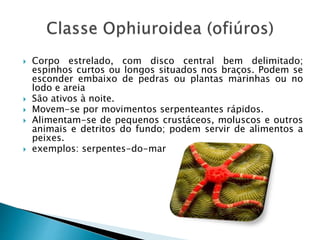  Corpo estrelado, com disco central bem delimitado; 
espinhos curtos ou longos situados nos braços. Podem se 
esconder embaixo de pedras ou plantas marinhas ou no 
lodo e areia 
 São ativos à noite. 
 Movem-se por movimentos serpenteantes rápidos. 
 Alimentam-se de pequenos crustáceos, moluscos e outros 
animais e detritos do fundo; podem servir de alimentos a 
peixes. 
 exemplos: serpentes-do-mar 
 