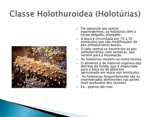  Em oposição aos outros 
equinodermos, as holotúrias têm o 
corpo delgado, alongado. 
 A boca é circundada por 10 a 30 
tentáculos que são modificações de 
pés ambulacrários bucais. 
 O lado ventral se encontram os pés 
ambulacrários, com ventosas, que 
servem para a locomoção. 
 As holotúrias movem-se como lesmas. 
 O alimento é de material orgânico dos 
detritos do fundo, que é empurrado 
para a boca ou de plâncton 
aprisionado em muco nos tentáculos. 
 As holotúrias frequentemente são os 
invertebrados dominantes nas partes 
mais profundas dos oceanos 
 Ex.: pepino-do-mar. 
 