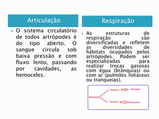 Articulação Respiração 
 O sistema circulatório 
de todos artrópodes é 
do tipo aberto. O 
sangue circula sob 
baixa pressão e com 
fluxo lento, passando 
por cavidades, as 
hemoceles. 
 As estruturas de 
respiração são 
diversificadas e refletem 
as diversidades de 
hábitats ocupados pelos 
artrópodes. Podem ser 
especializadas para 
realizar trocas gasosas 
com égua (brânquias) ou 
com ar (pulmões foliáceos 
ou tranqueias). 
 