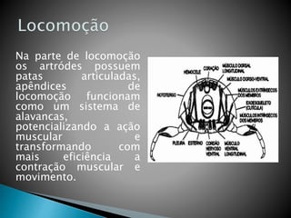 Na parte de locomoção 
os artródes possuem 
patas articuladas, 
apêndices de 
locomoção funcionam 
como um sistema de 
alavancas, 
potencializando a ação 
muscular e 
transformando com 
mais eficiência a 
contração muscular e 
movimento. 
 