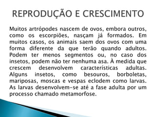 Muitos artrópodes nascem de ovos, embora outros, 
como os escorpiões, nasçam já formados. Em 
muitos casos, os animais saem dos ovos com uma 
forma diferente da que terão quando adultos. 
Podem ter menos segmentos ou, no caso dos 
insetos, podem não ter nenhuma asa. À medida que 
crescem desenvolvem características adultas. 
Alguns insetos, como besouros, borboletas, 
mariposas, moscas e vespas eclodem como larvas. 
As larvas desenvolvem-se até a fase adulta por um 
processo chamado metamorfose. 
 