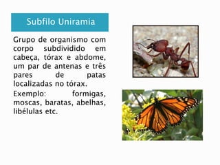 Subfilo Uniramia 
Grupo de organismo com 
corpo subdividido em 
cabeça, tórax e abdome, 
um par de antenas e três 
pares de patas 
localizadas no tórax. 
Exemplo: formigas, 
moscas, baratas, abelhas, 
libélulas etc. 
 