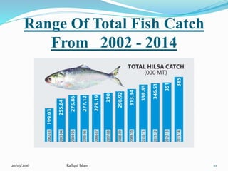 Presentation on Hilsha Fish of Bangladesh | PPTX