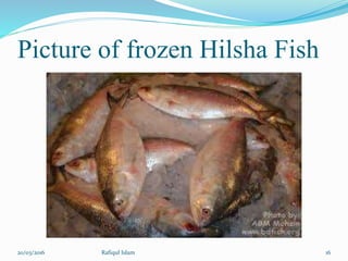Presentation on Hilsha Fish of Bangladesh | PPTX