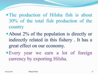 Presentation on Hilsha Fish of Bangladesh | PPTX