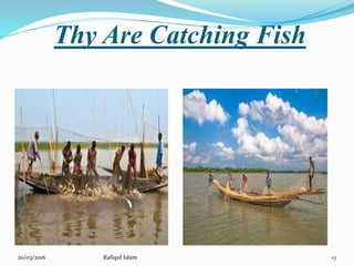 Presentation on Hilsha Fish of Bangladesh | PPTX