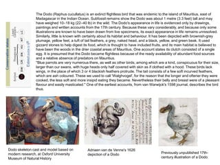 The Dodo (Raphus cucullatus) is an extinct flightless bird that was endemic to the island of Mauritius, east of
Madagascar in the Indian Ocean. Subfossil remains show the Dodo was about 1 metre (3.3 feet) tall and may
have weighed 10–18 kg (22–40 lb) in the wild. The Dodo's appearance in life is evidenced only by drawings,
paintings and written accounts from the 17th century. Because these vary considerably, and because only some
illustrations are known to have been drawn from live specimens, its exact appearance in life remains unresolved.
Similarly, little is known with certainty about its habitat and behaviour. It has been depicted with brownish-grey
plumage, yellow feet, a tuft of tail feathers, a grey, naked head, and a black, yellow, and green beak. It used
gizzard stones to help digest its food, which is thought to have included fruits, and its main habitat is believed to
have been the woods in the drier coastal areas of Mauritius. One account states its clutch consisted of a single
egg. It is presumed that the Dodo became flightless because of the ready availability of abundant food sources
and a relative absence of predators on Mauritius.
''Blue parrots are very numerous there, as well as other birds; among which are a kind, conspicuous for their size,
larger than our swans, with huge heads only half covered with skin as if clothed with a hood. These birds lack
wings, in the place of which 3 or 4 blackish feathers protrude. The tail consists of a few soft incurved feathers,
which are ash coloured. These we used to call 'Walghvogel', for the reason that the longer and oftener they were
cooked, the less soft and more insipid eating they became. Nevertheless their belly and breast were of a pleasant
flavour and easily masticated.'' One of the earliest accounts, from van Warwijck's 1598 journal, describes the bird
thus.
Dodo skeleton cast and model based on
modern research, at Oxford University
Museum of Natural History
Adriaen van de Venne's 1626
depiction of a Dodo Previously unpublished 17th-
century illustration of a Dodo
 