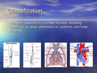 Veines Classification Artries, veins and lymphatics | PPT