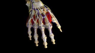 CLÍNICASon habituales las manifestaciones generales inespecíficas, como astenia, anorexia, pérdida de peso y febrícula. Alrededor del 25% tienen un comienzo diferente: poliarticular aguda, monoarticular (preferentemente rodilla), o tenosinovitis. 